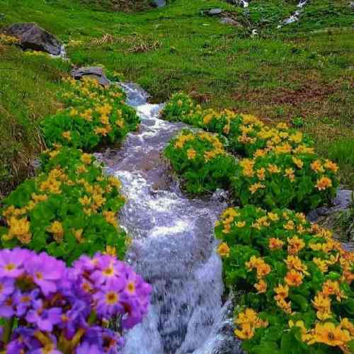 پیمان یعقوبی دردت به جونوم از دل بگم نمیشه میسوزه زبونوم